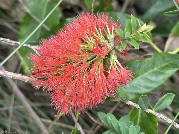Bottlebrush near Crookhaven Lighthouse