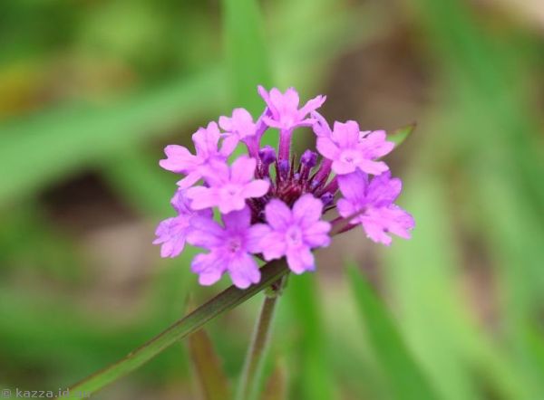 Verbena flowers near Crookhaven Lighthouse