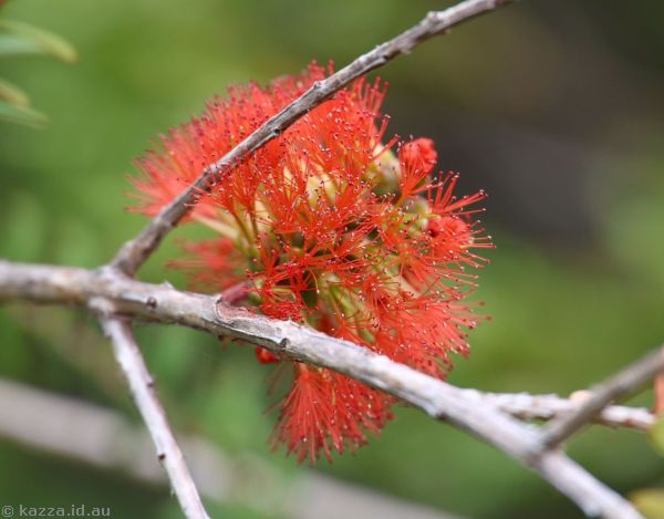 Bottlebrush near Crookhaven Lighthouse