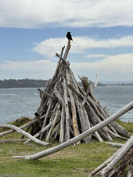 Pile of wood near Crookhaven Lighthouse, with raven