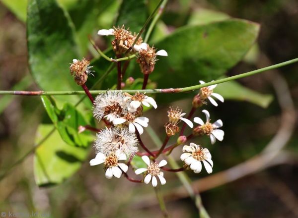 Possibly olearia flowers near Carrington Falls