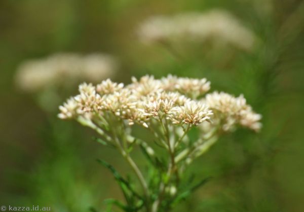 Possibly cassinia flowers near Carrington Falls