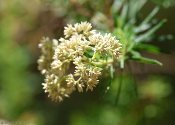 Possibly cassinia flowers near Carrington Falls
