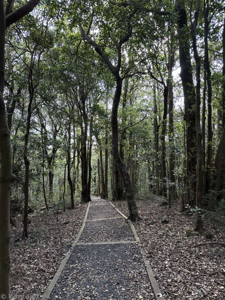 Path to the south lookout at Saddleback Mountain