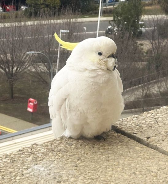 Cockatoo outside my window