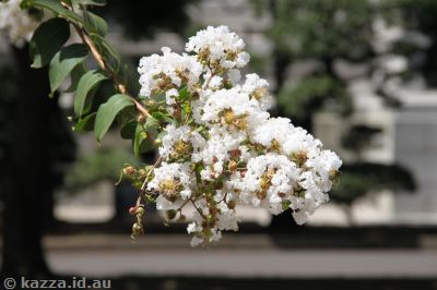 Flowers in the grounds of the museum