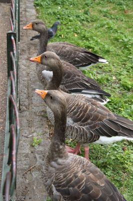 Geese in St James's Park