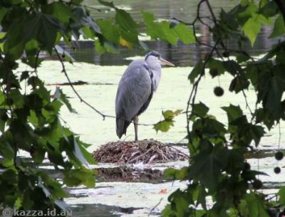 Heron in St James's Park