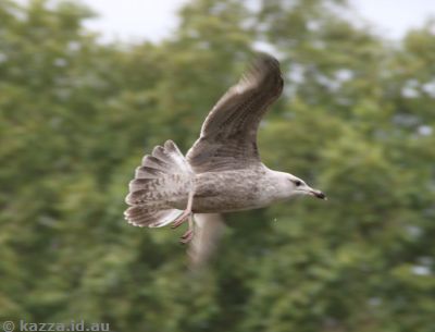 Seagull in St James's Park