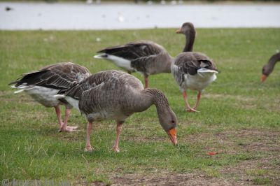 Geese in Kensington Gardens