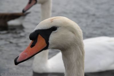 Swan in Kensington Gardens