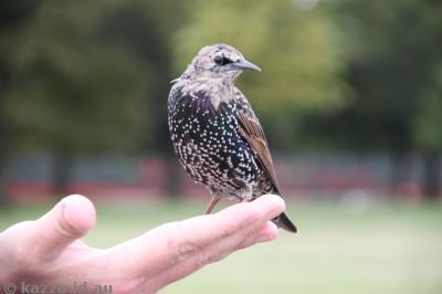 Starlings in Kensington Gardens