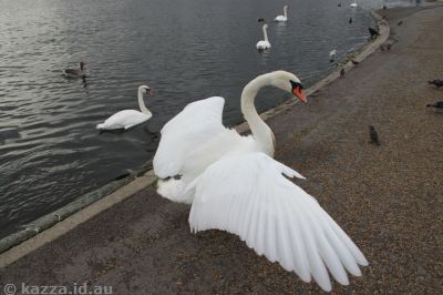 Swan in Kensington Gardens