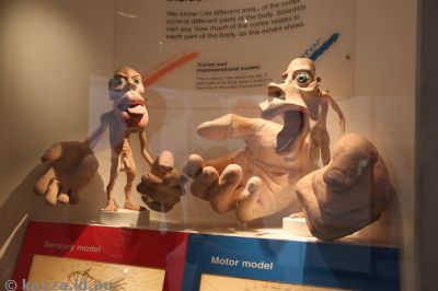 Sensory and Motor models of the body