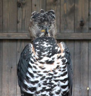 Victoria, the Crowned Eagle, a new arrival at the castle