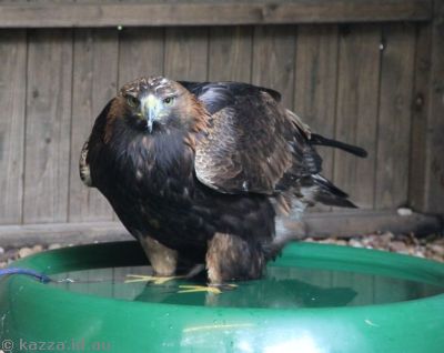 This Golden Eagle is having a bath