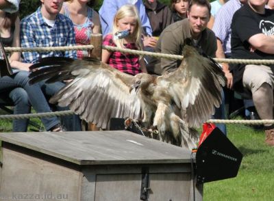 Young Palm Nut Vulture in the falconry show
