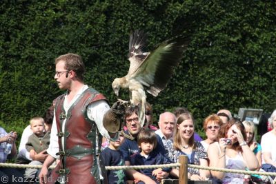 Young Palm Nut Vulture in the falconry show