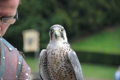Peregrine Falcon in the falconry show