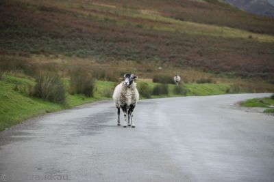 Sheep on the road
