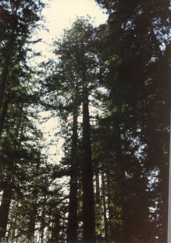 Grizzly Creek redwoods