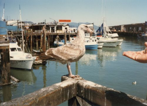 Seagull at Fisherman's Wharf, San Francisco