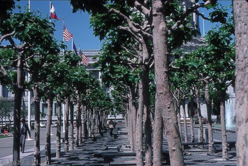 Trees at City Hall