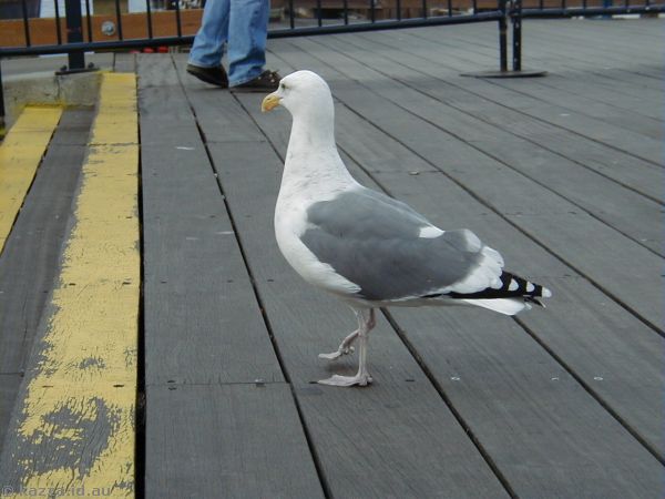 Western Gull at Pier 41<br>These gulls are at least twice the size of normal sea gulls
