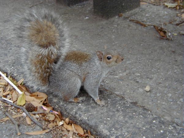 Squirrel in Battery Park<br>Squirrels were everywhere in the parks in New York and Washington DC