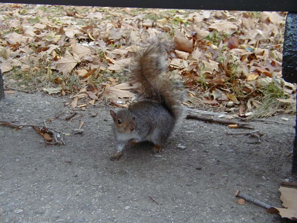 Squirrel in Battery Park