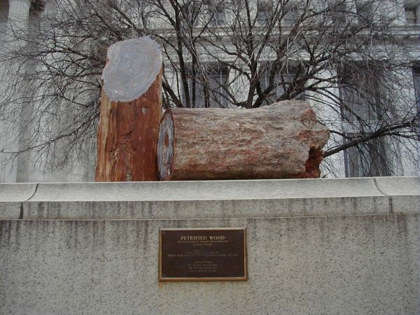 Petrified wood outside Natural History Museum