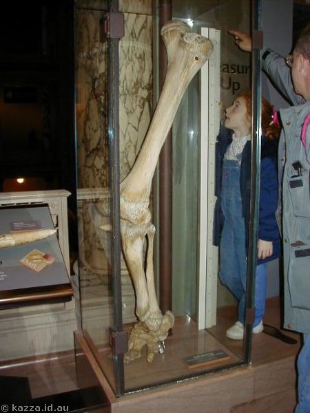 Rear leg bones of an elephant