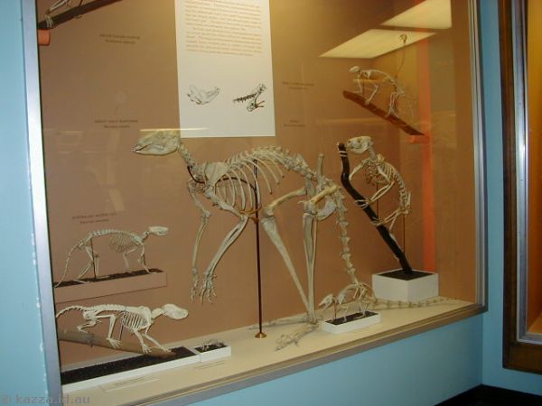 Marsupial skeletons
