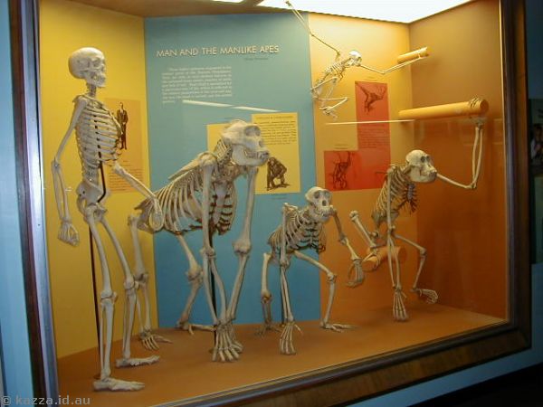 Man and man-like ape skeletons