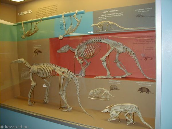 Edentate skeletons