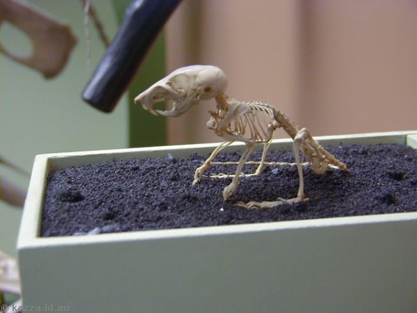 Tiny rodent skeleton