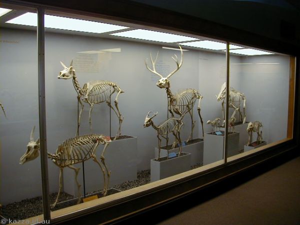 Cloven hoof animal skeletons