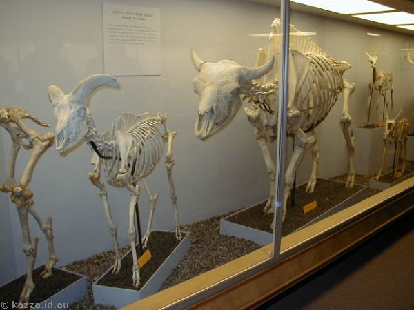More cloven hoof skeletons