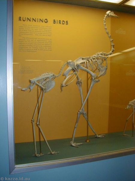 Running bird skeletons<br>Secretary bird and ostrich