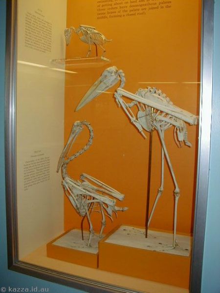 Water bird skeletons<br>Pelican and stork
