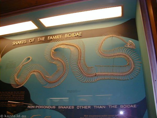 Boa snake skeleton