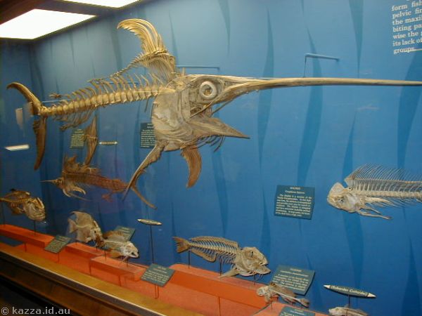 Fish skeletons