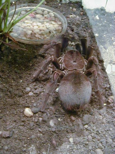 Tarantula