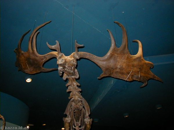 Prehistoric moose skeleton