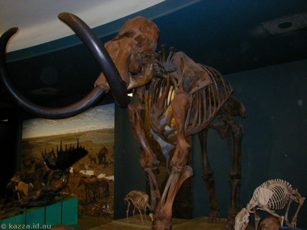 Woolly mammoth skeleton
