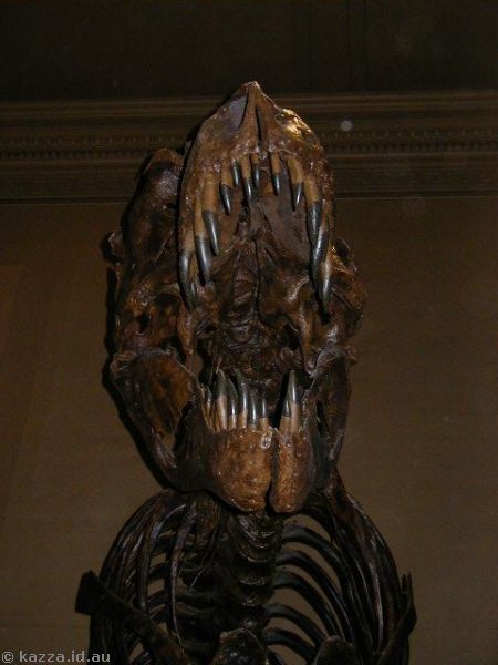 T-rex skull