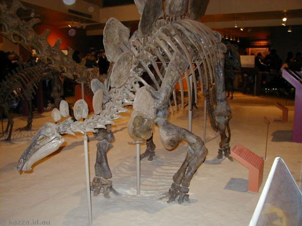 Stegosaurus skeleton