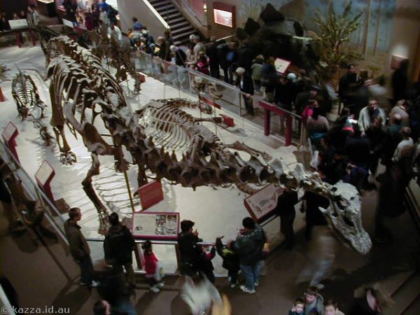 Diplodocus and other dinosaurs