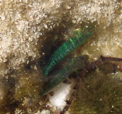 Mystery fish