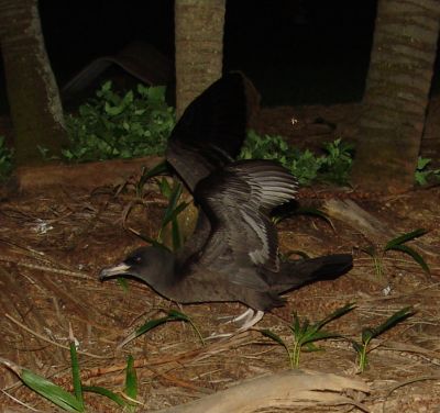 Mutton bird